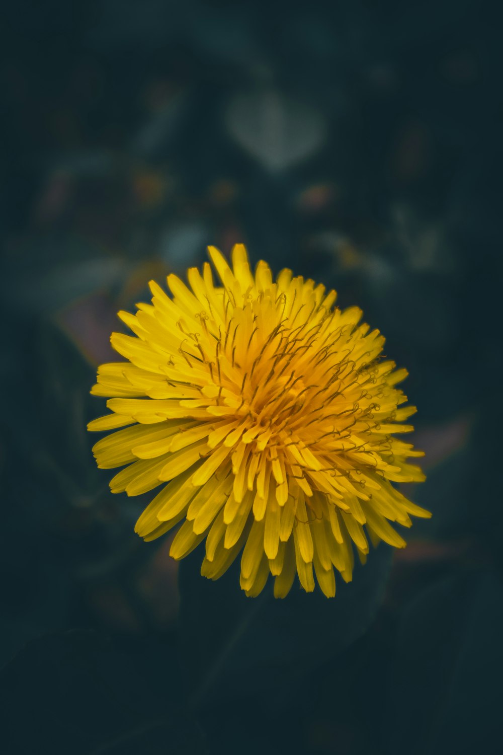 a close up of a yellow flower on a black background