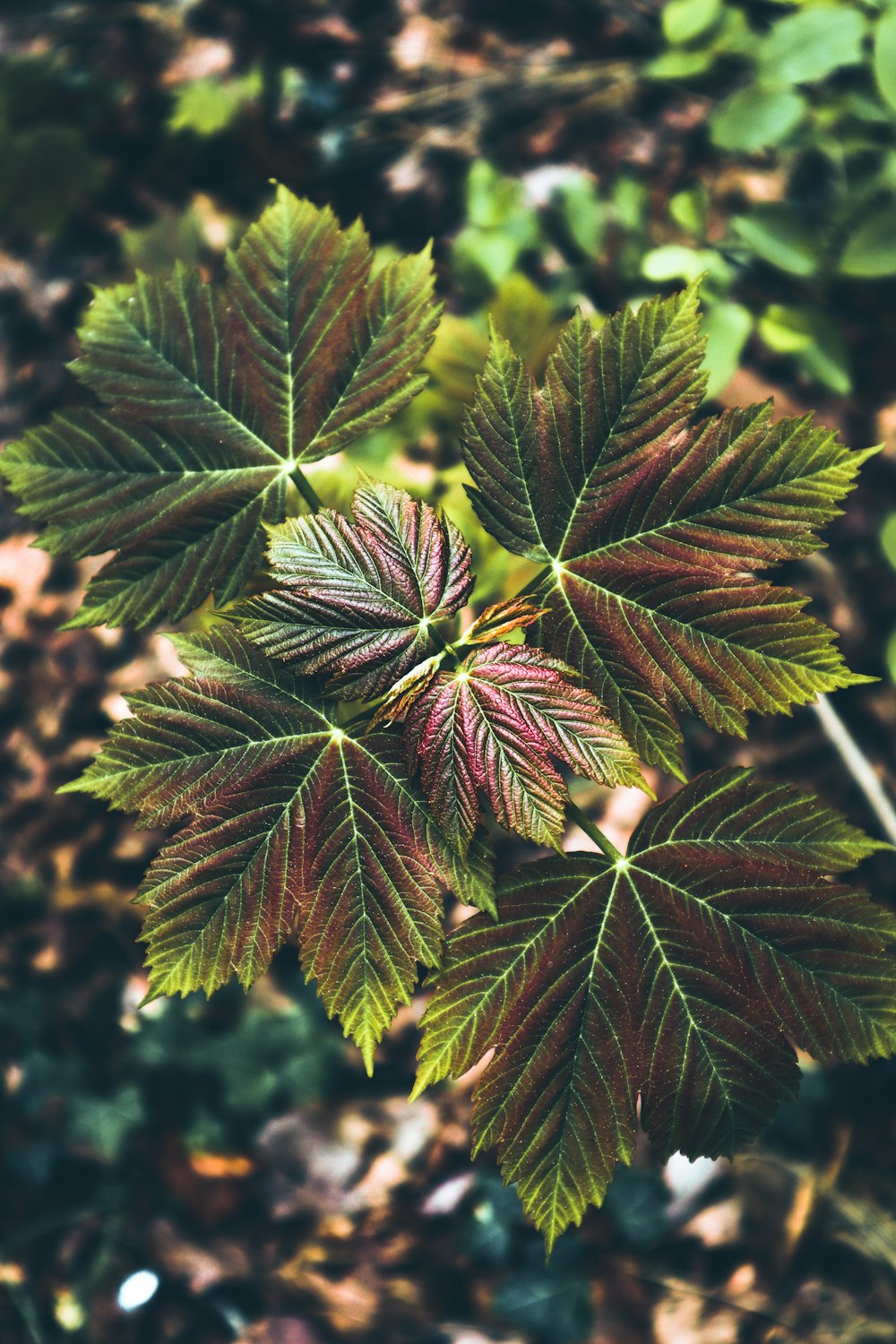 a close up of a leaf on a plant