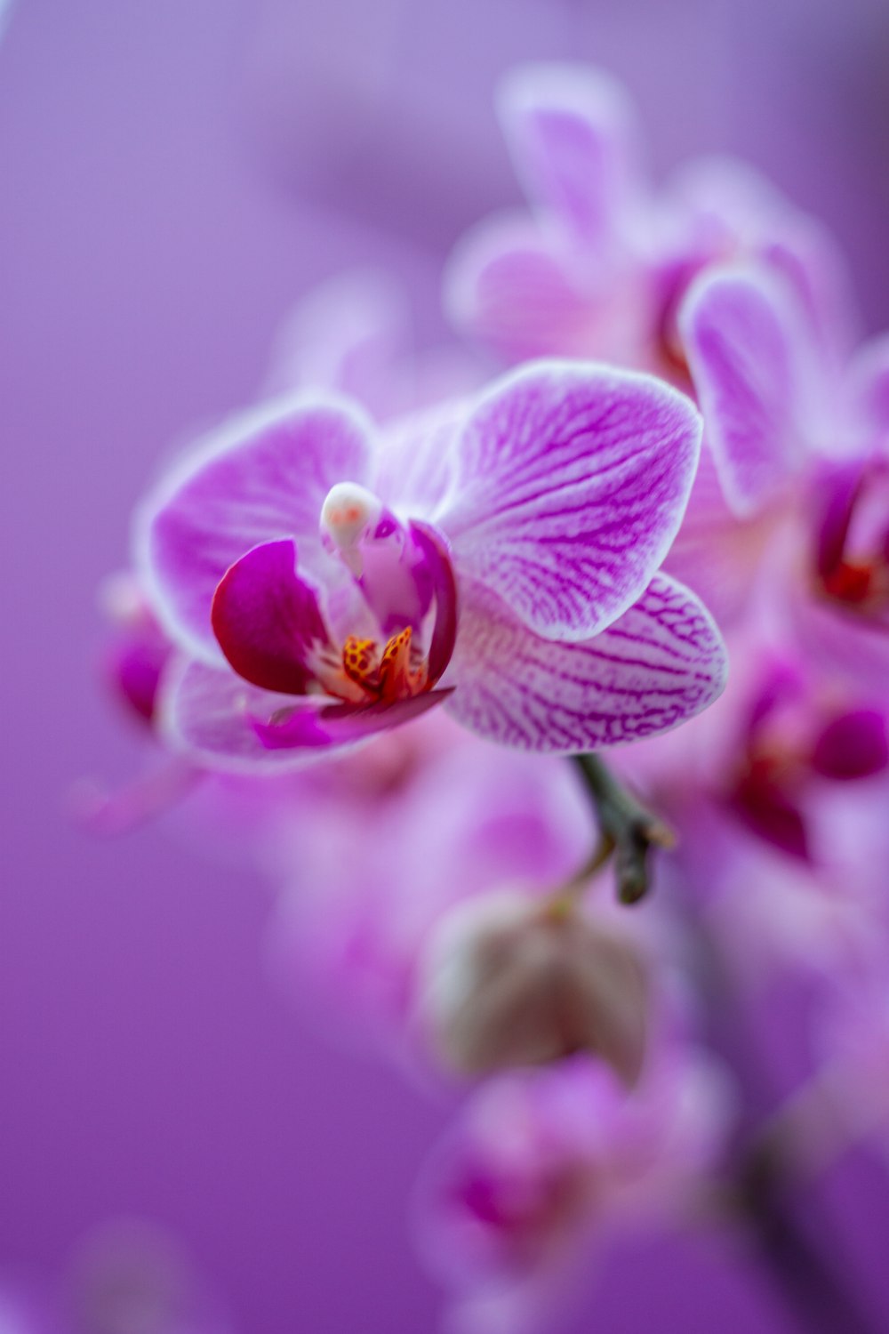 a close up of a purple flower with a blurry background