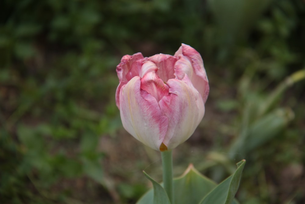 a pink and white tulip in the middle of a field