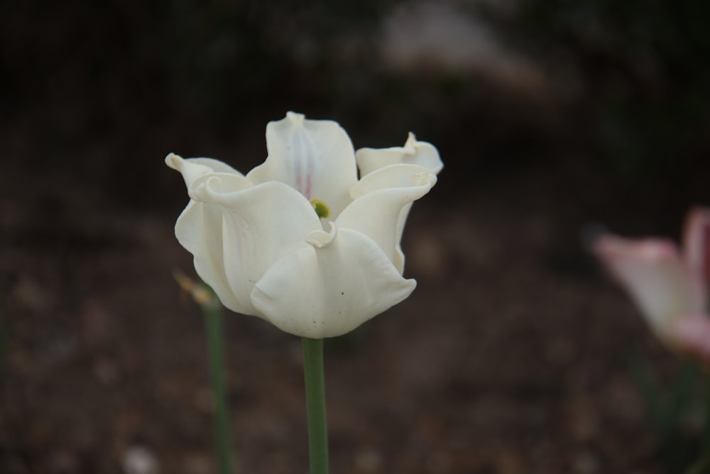 a close up of a white flower in a garden