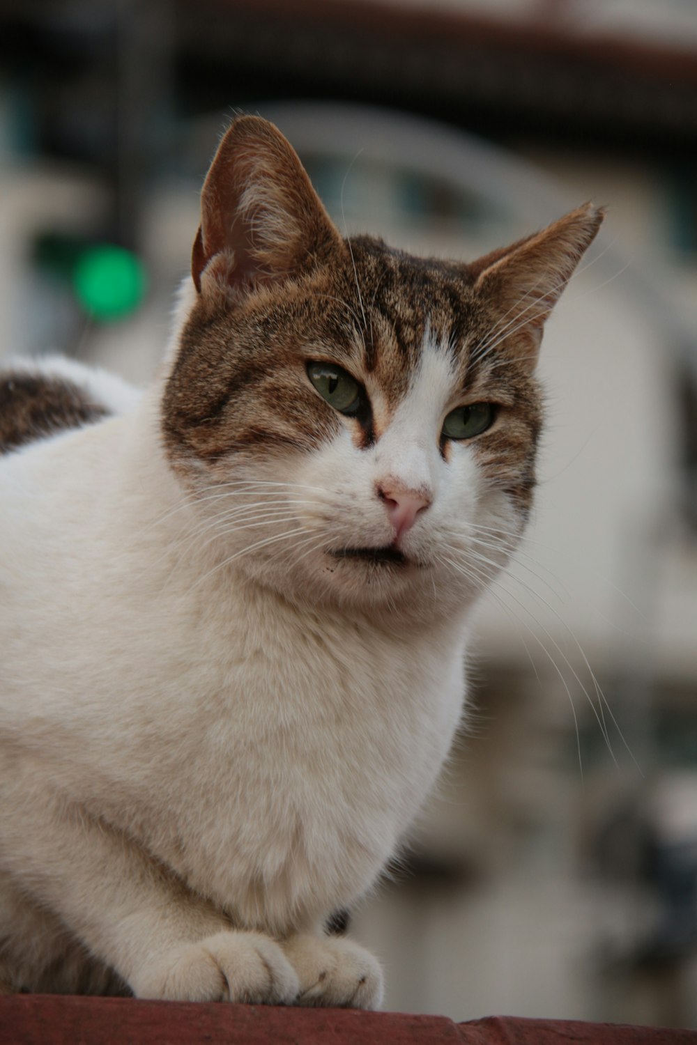 a close up of a cat sitting on a ledge