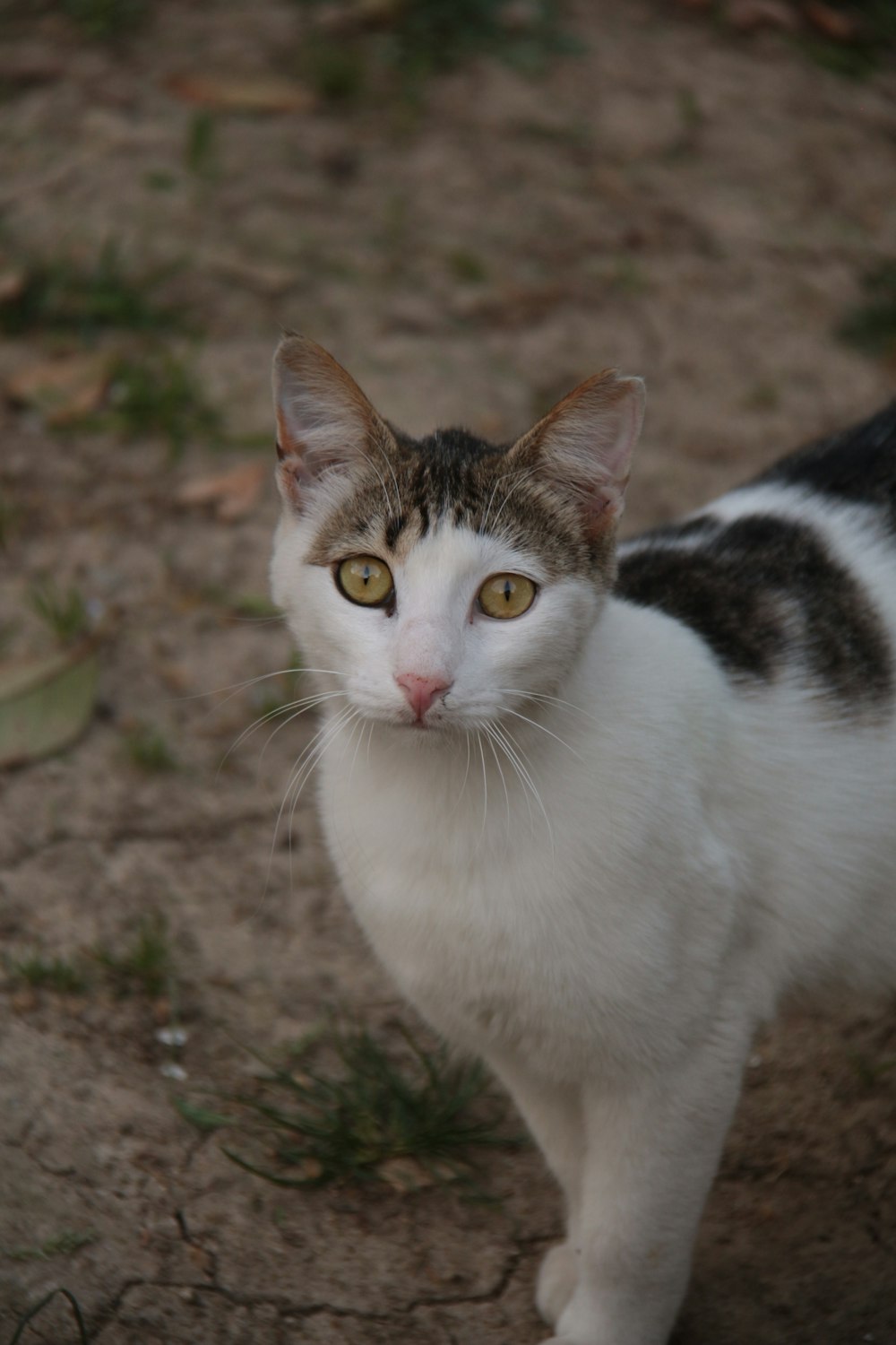 a white and brown cat standing on top of a dirt field