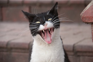 a black and white cat with its mouth open