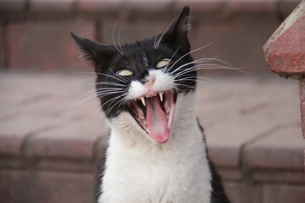 a black and white cat with its mouth open