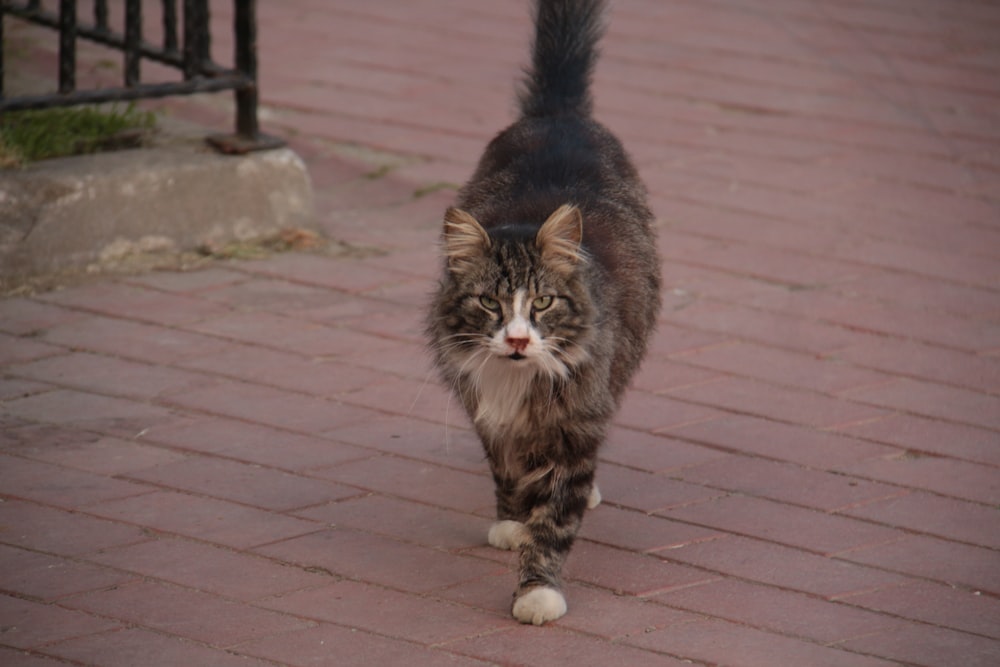 a cat walking across a brick walkway next to a fence