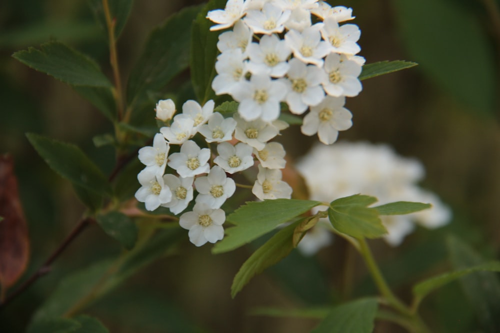 a bunch of white flowers with green leaves