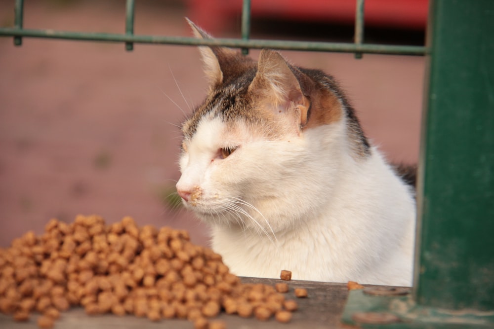 a cat sitting in front of a pile of food