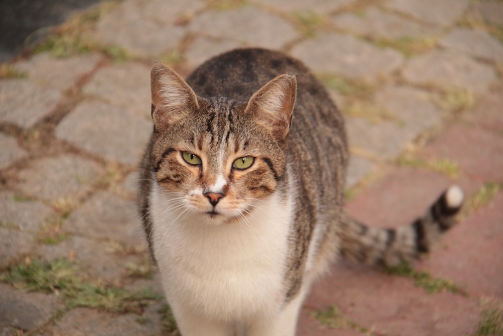 a close up of a cat walking on a sidewalk