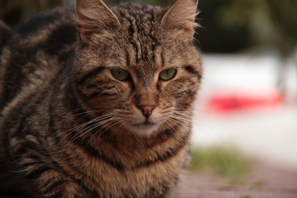 a close up of a cat on a sidewalk