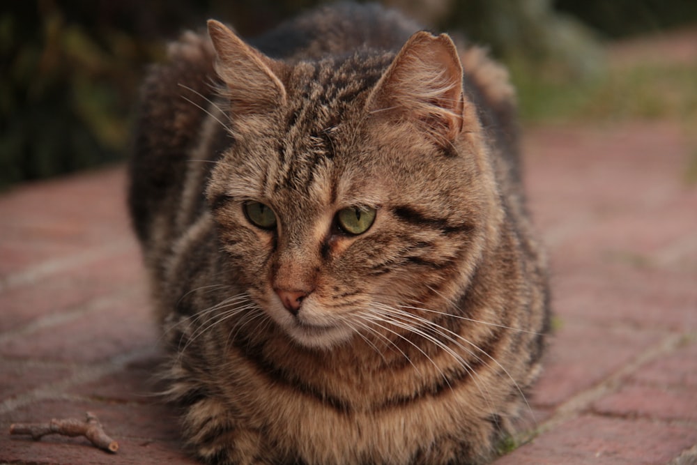 a close up of a cat on a brick surface