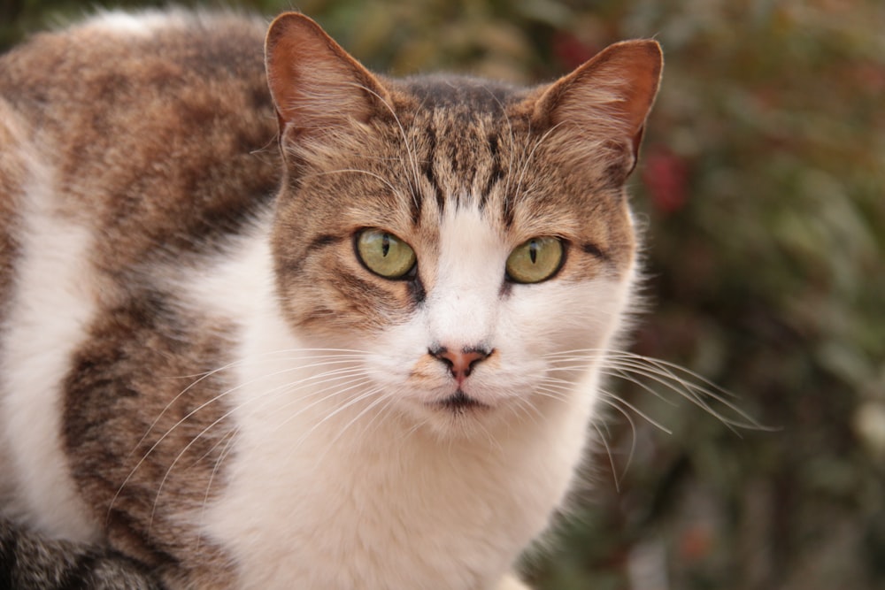 a close up of a cat with green eyes