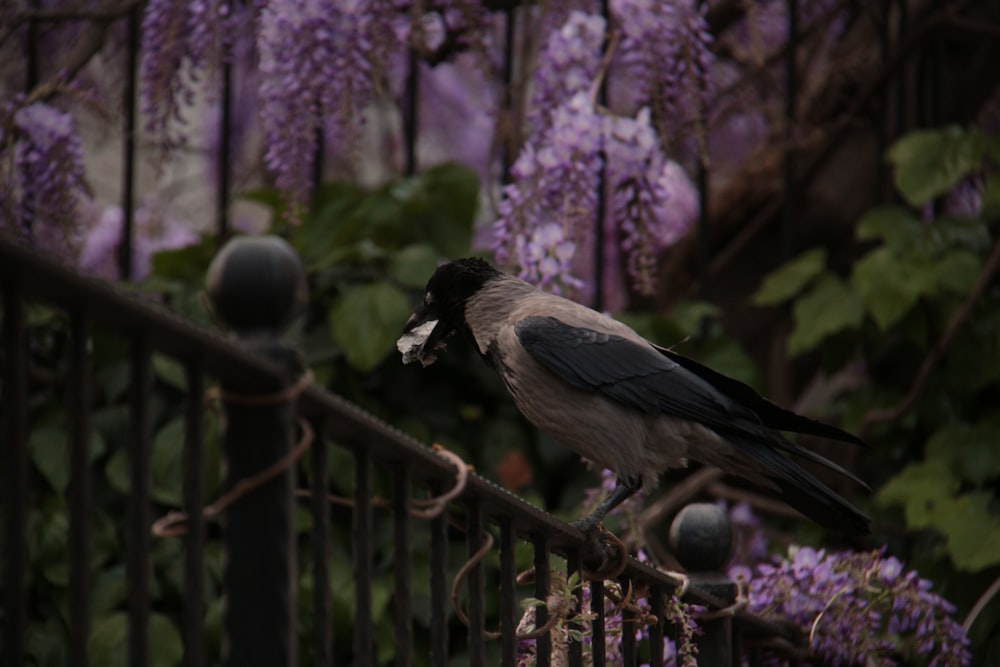 a bird sitting on a fence next to purple flowers