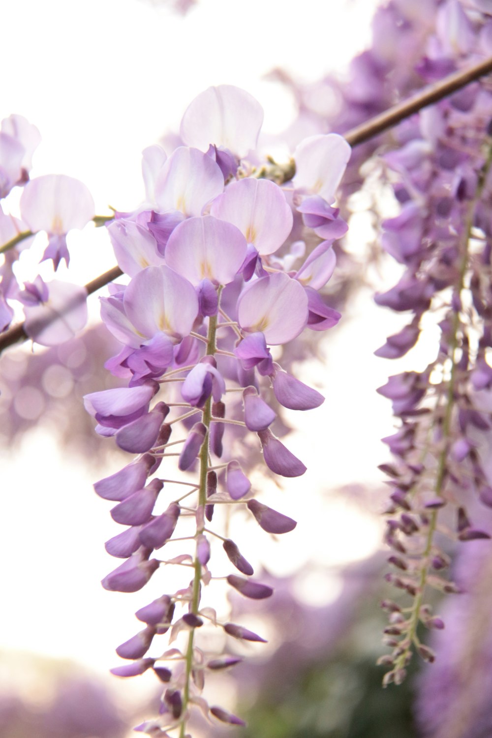 a bunch of purple flowers hanging from a tree