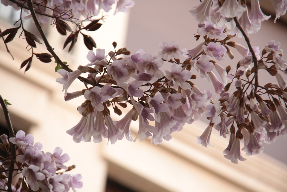 a close up of a tree with pink flowers