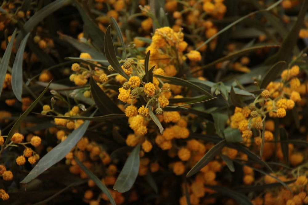 a close up of a bunch of yellow flowers