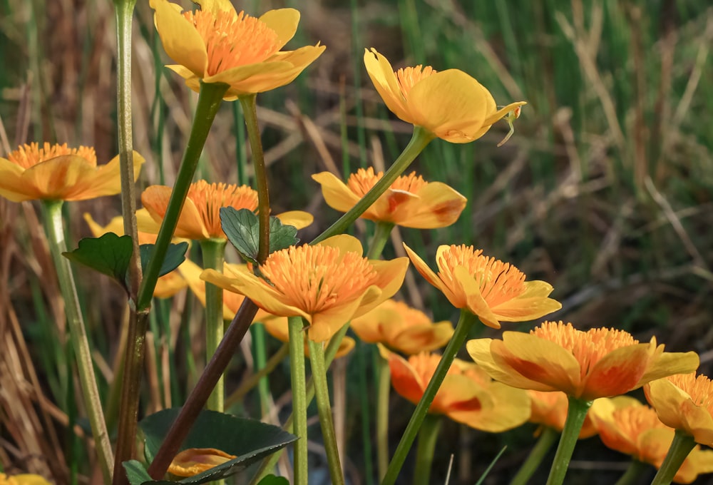 a bunch of yellow flowers in a field