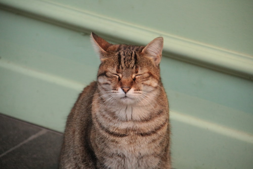 a cat that is sitting down with its eyes closed