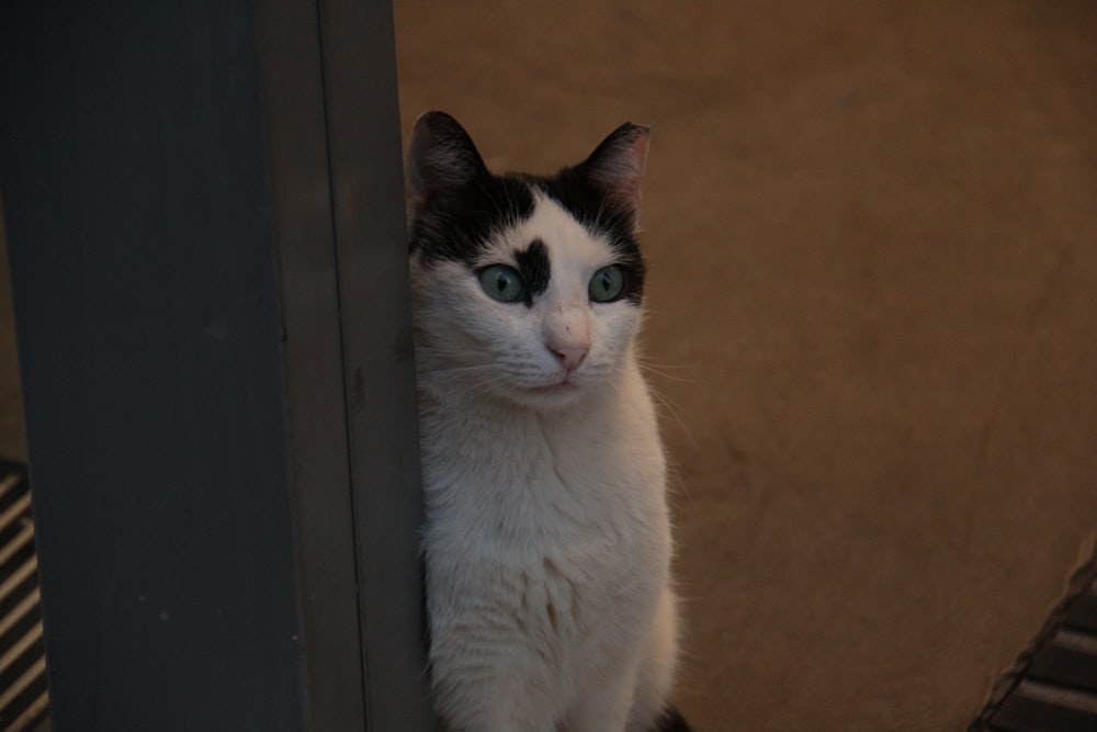 a black and white cat with blue eyes looking out from behind a door