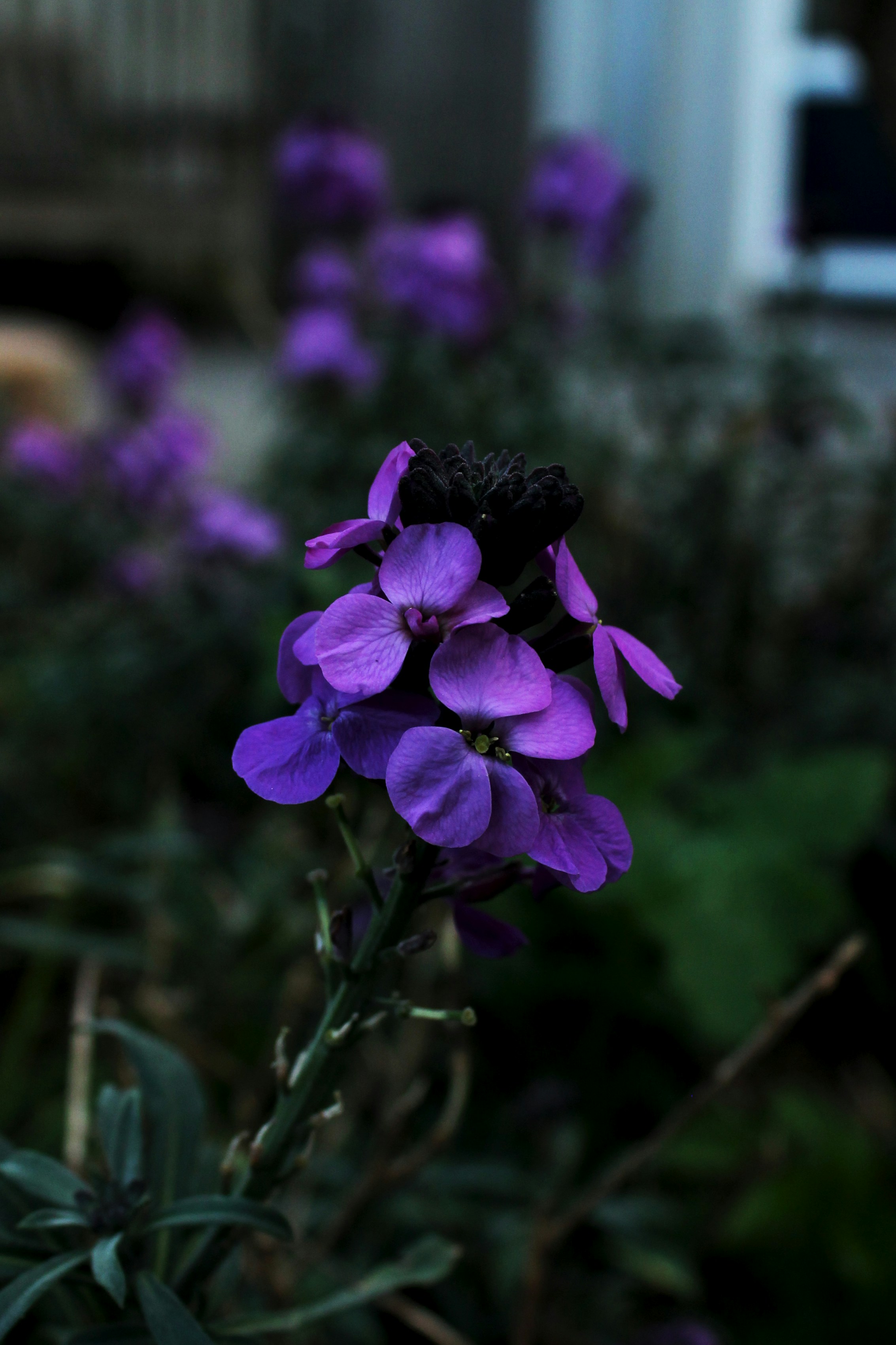a close up of a purple flower in a garden