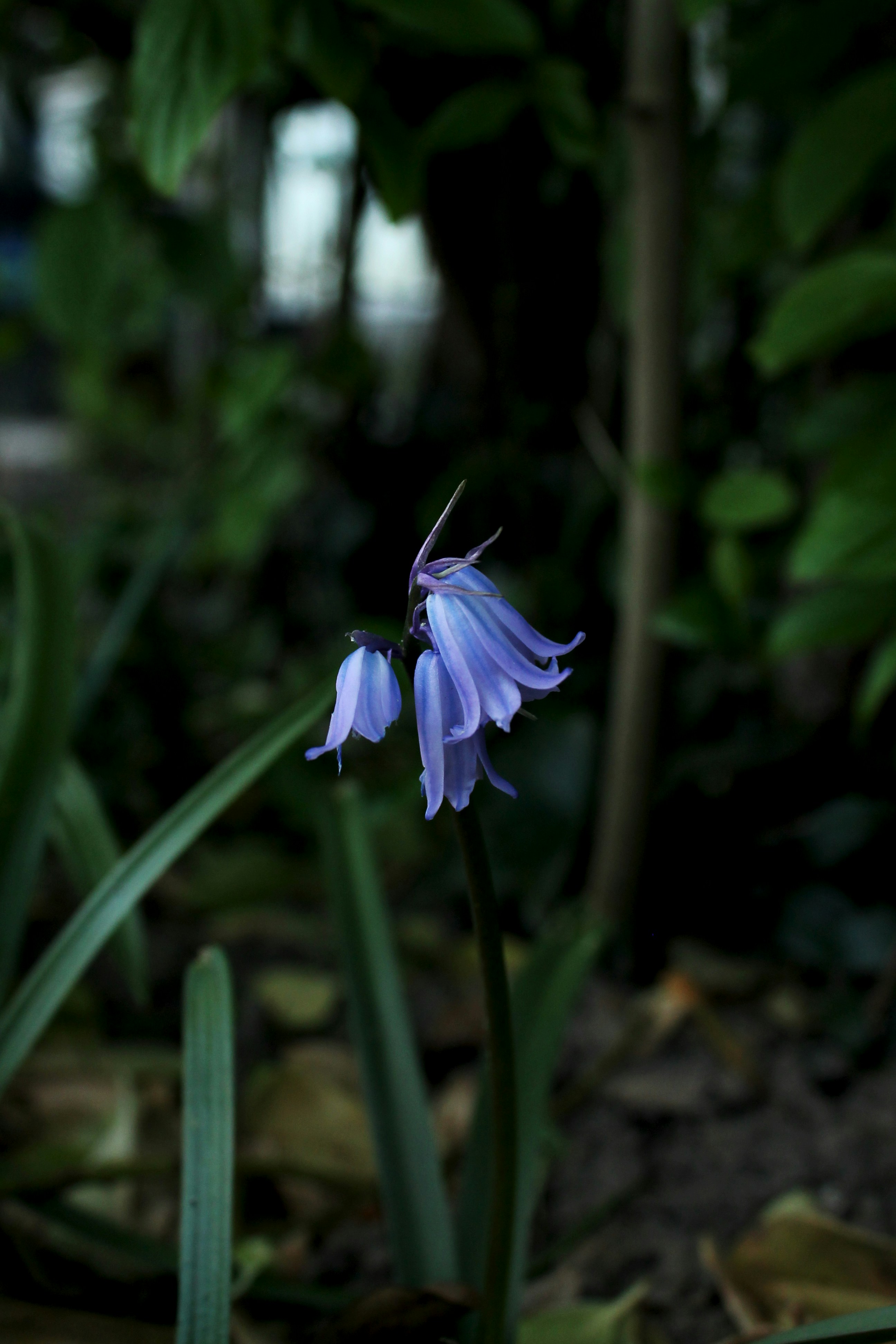 Muelle de Contacto de Carga