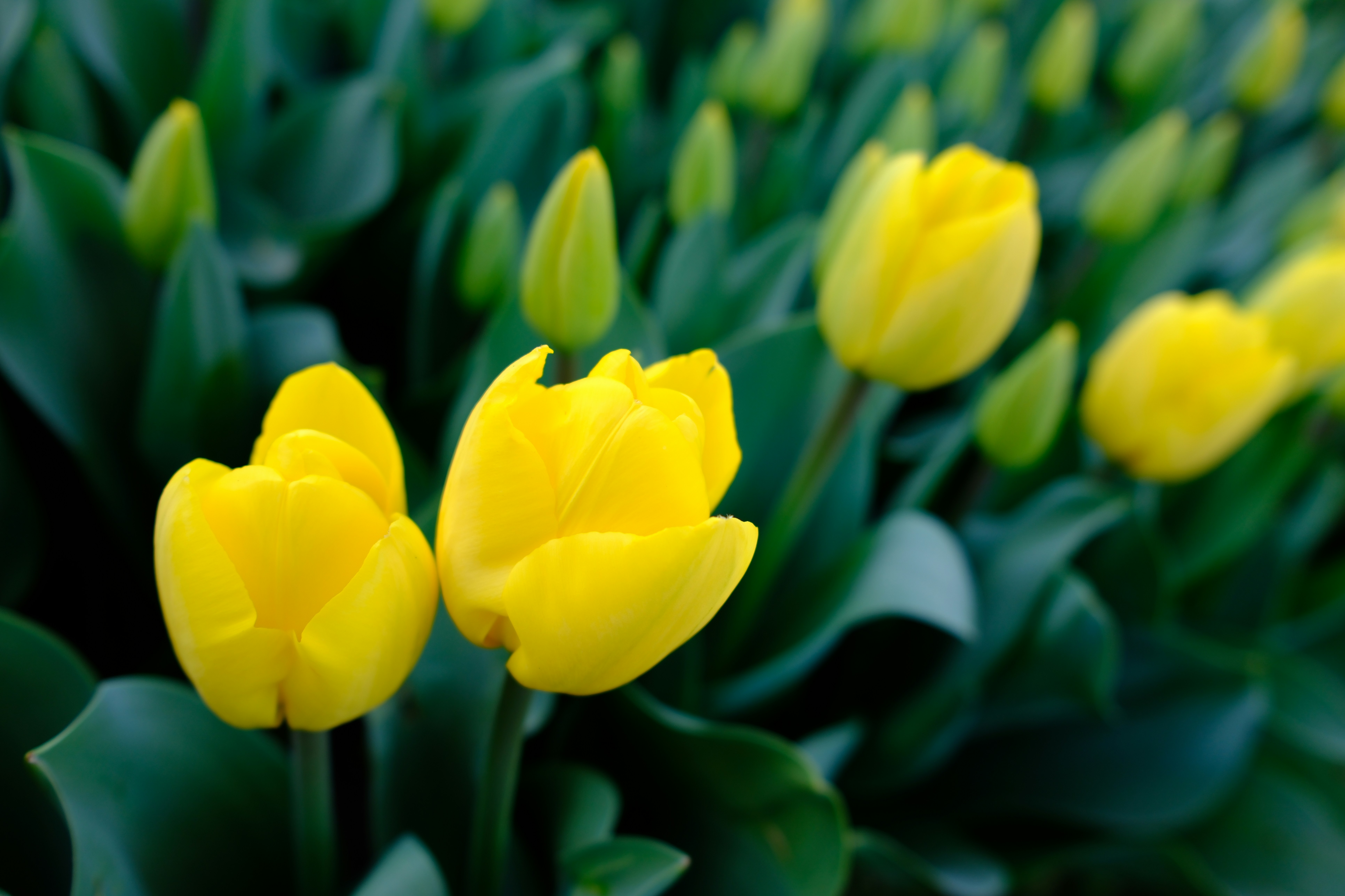 Photo by nusretmalkoc