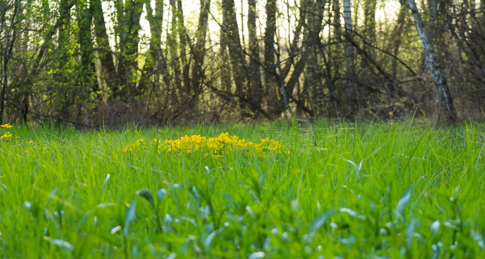 a field of green grass and yellow flowers