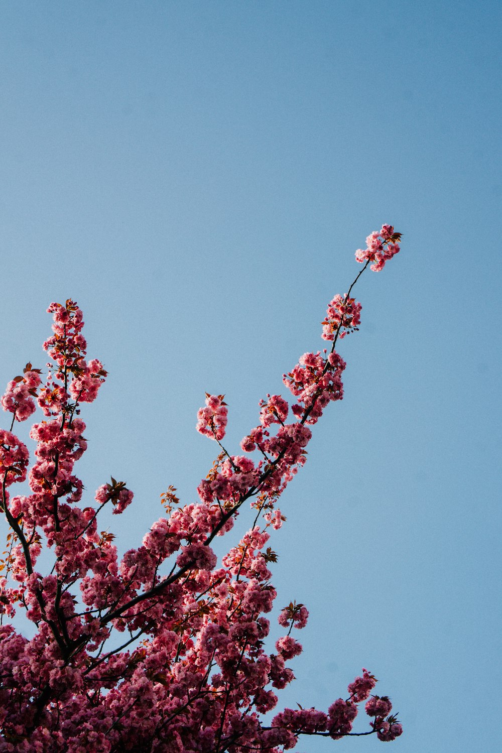 un árbol de flores rosadas con un cielo azul en el fondo