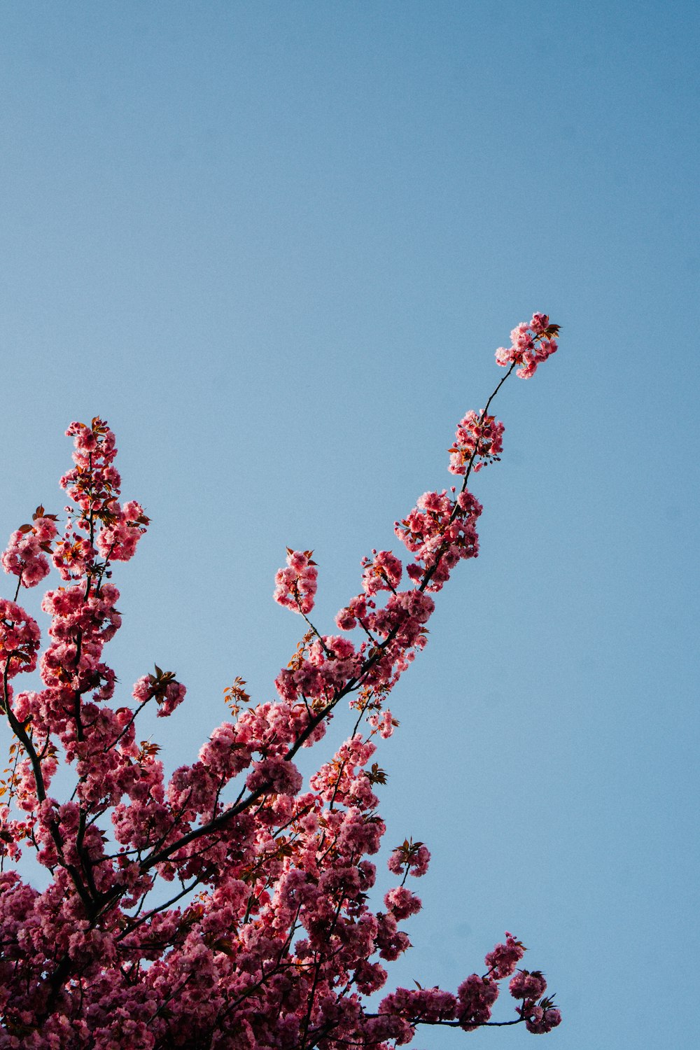 a pink flowered tree with a blue sky in the background