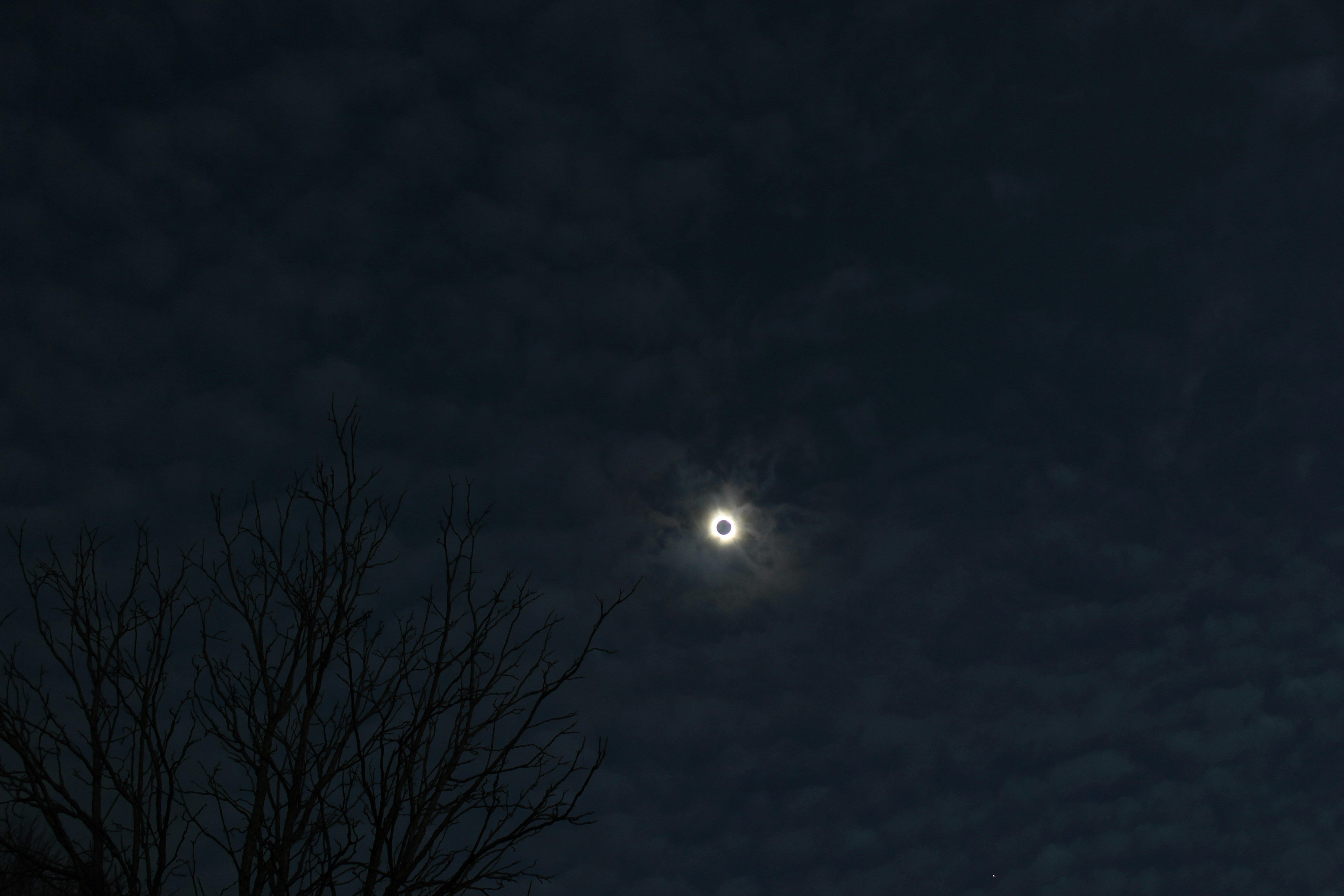 a full moon is seen in the sky above a tree