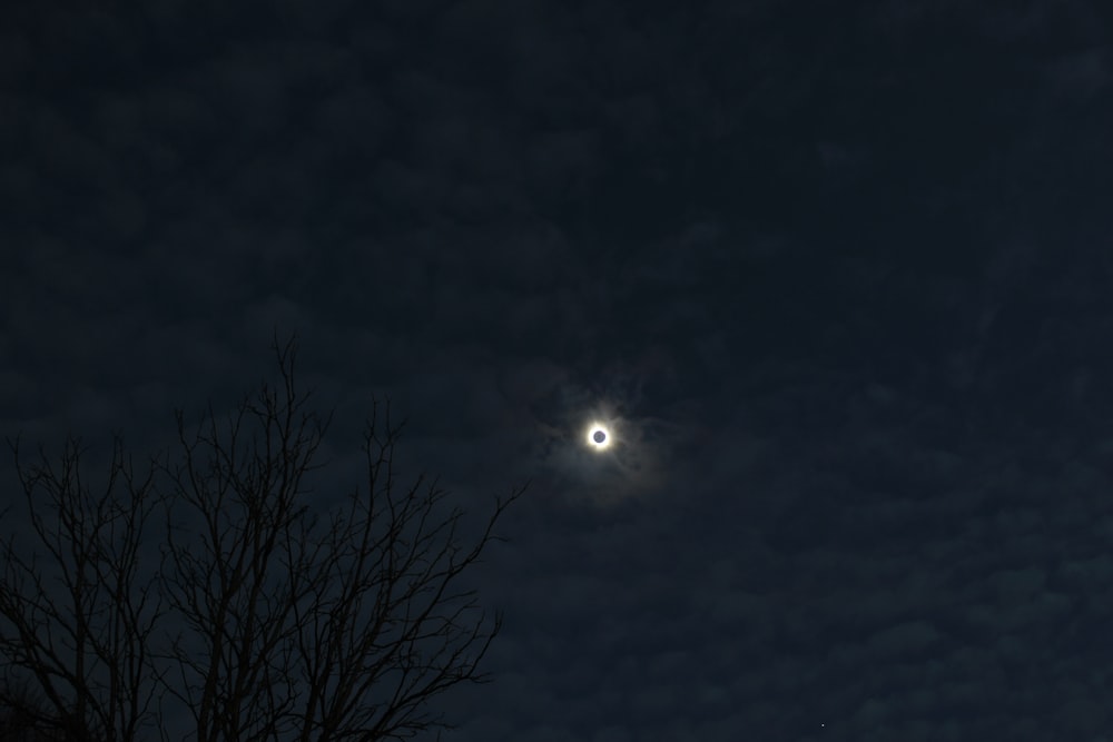 a full moon is seen in the sky above a tree