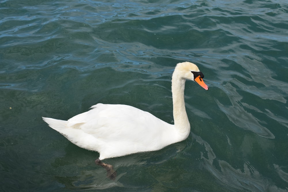 a white swan floating on top of a body of water