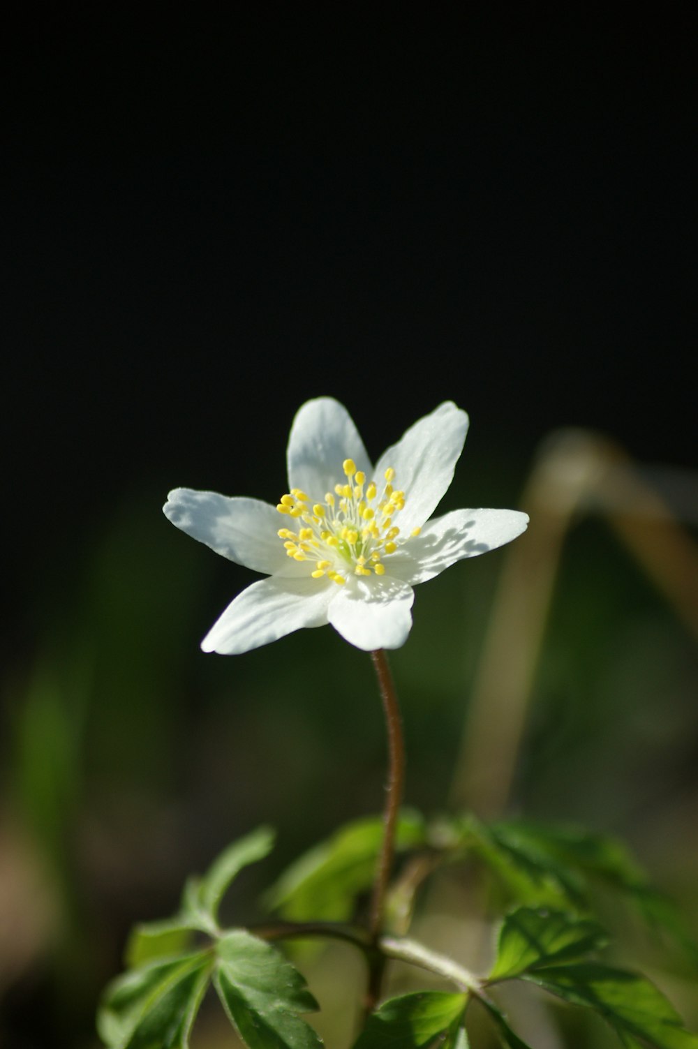 a close up of a flower with a black background