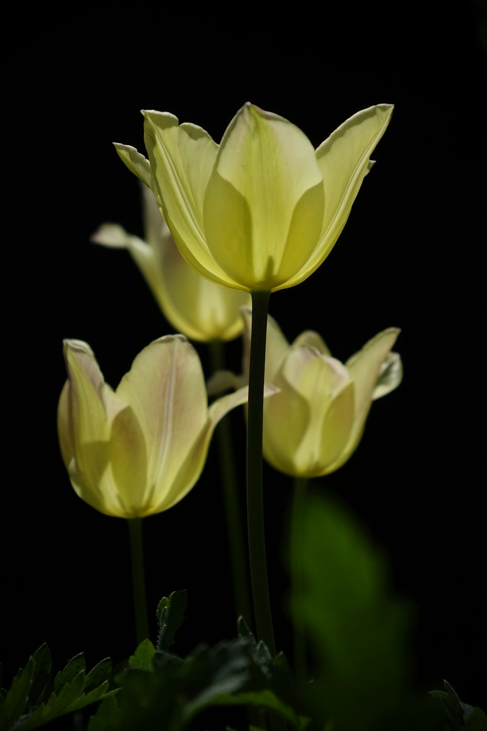 a group of yellow flowers on a black background