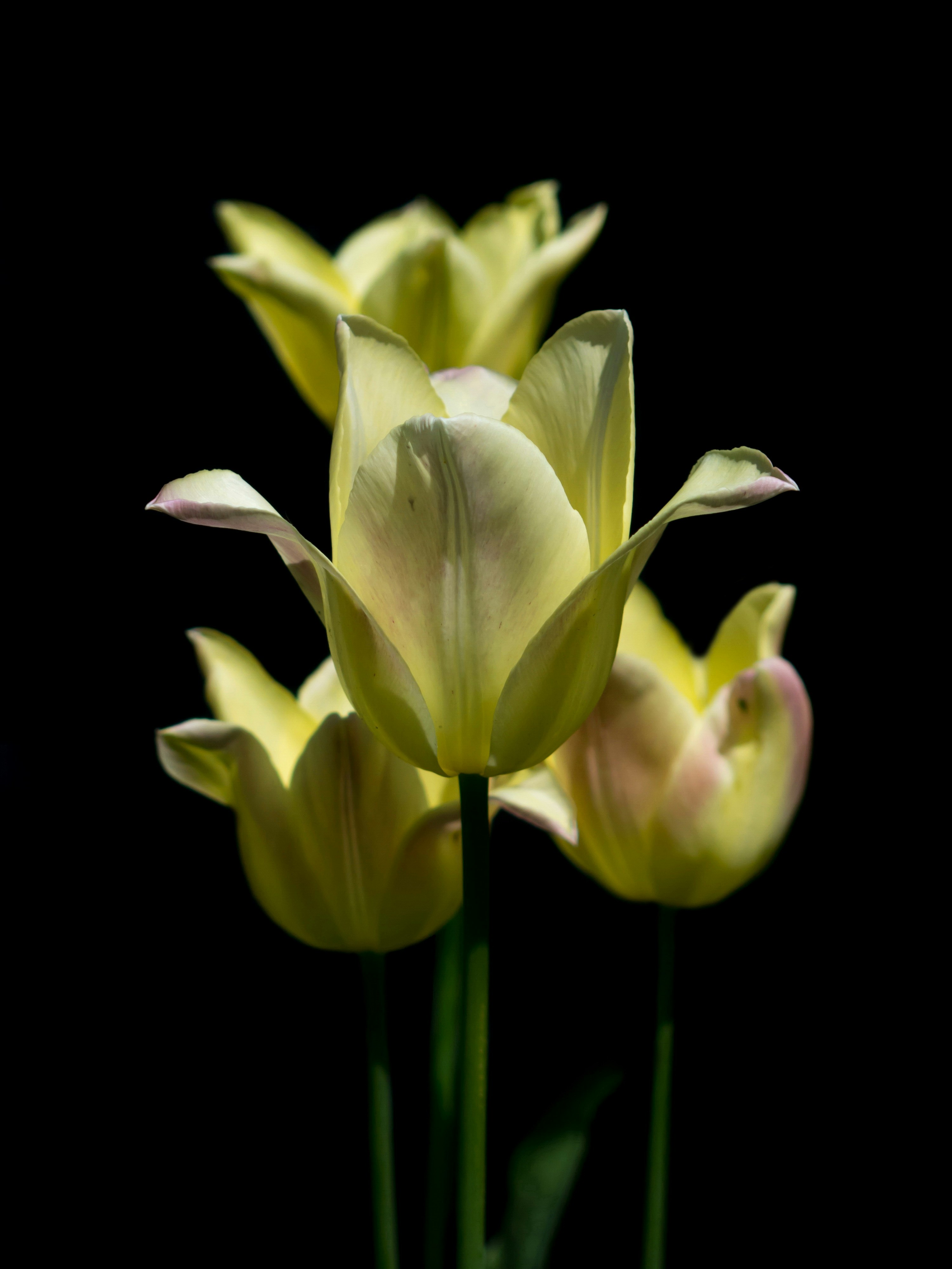 Photo by radfotosonn