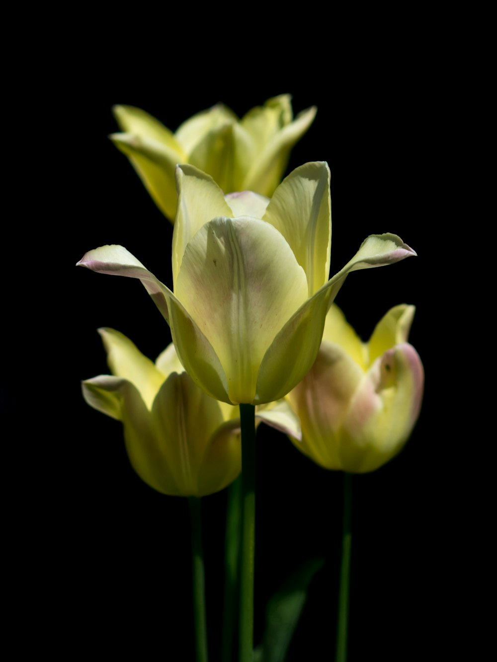 a group of yellow flowers on a black background