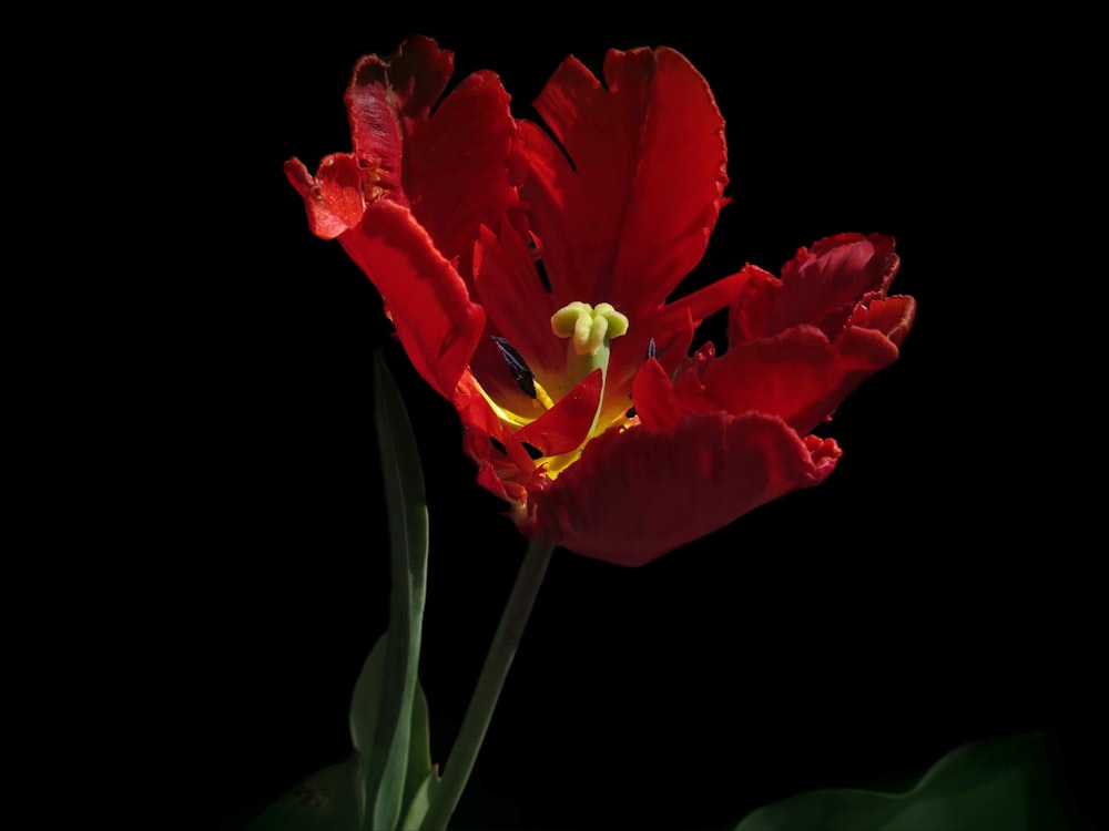 a red flower with yellow stamen on a black background