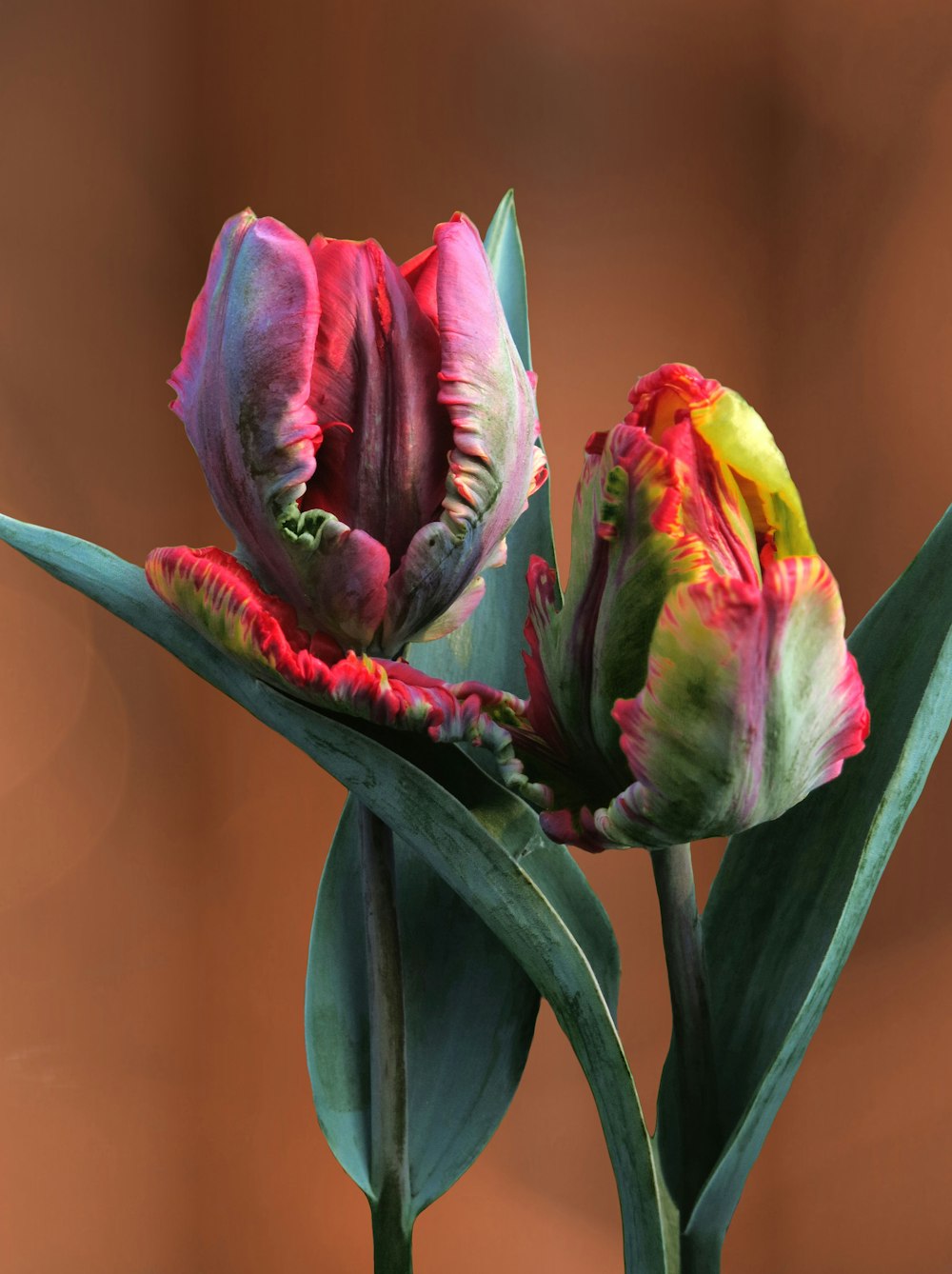 a close up of a flower with a blurry background