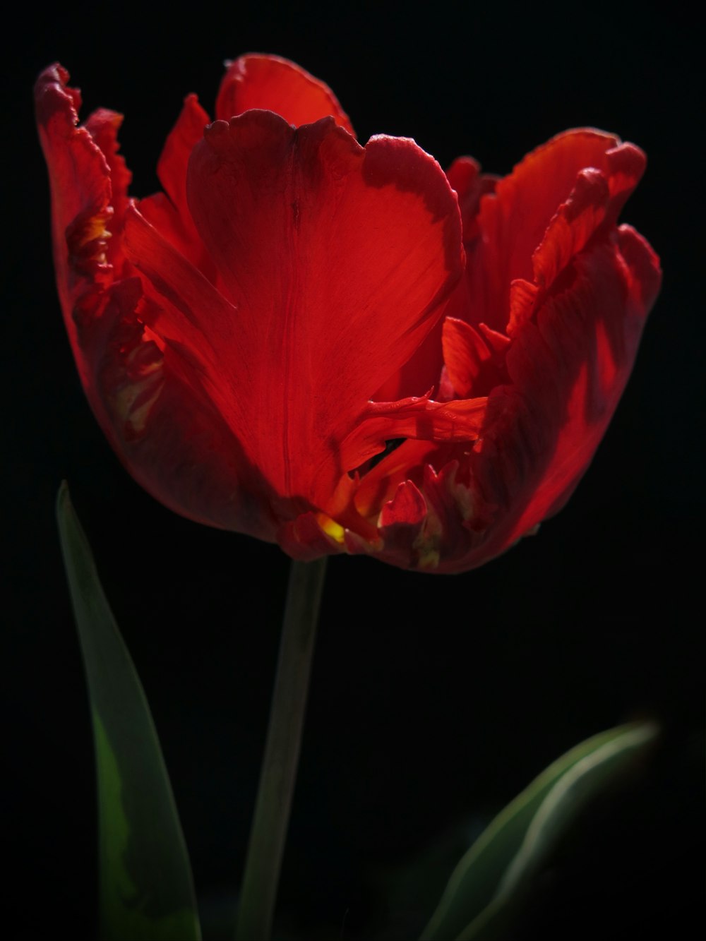 a close up of a red flower on a black background