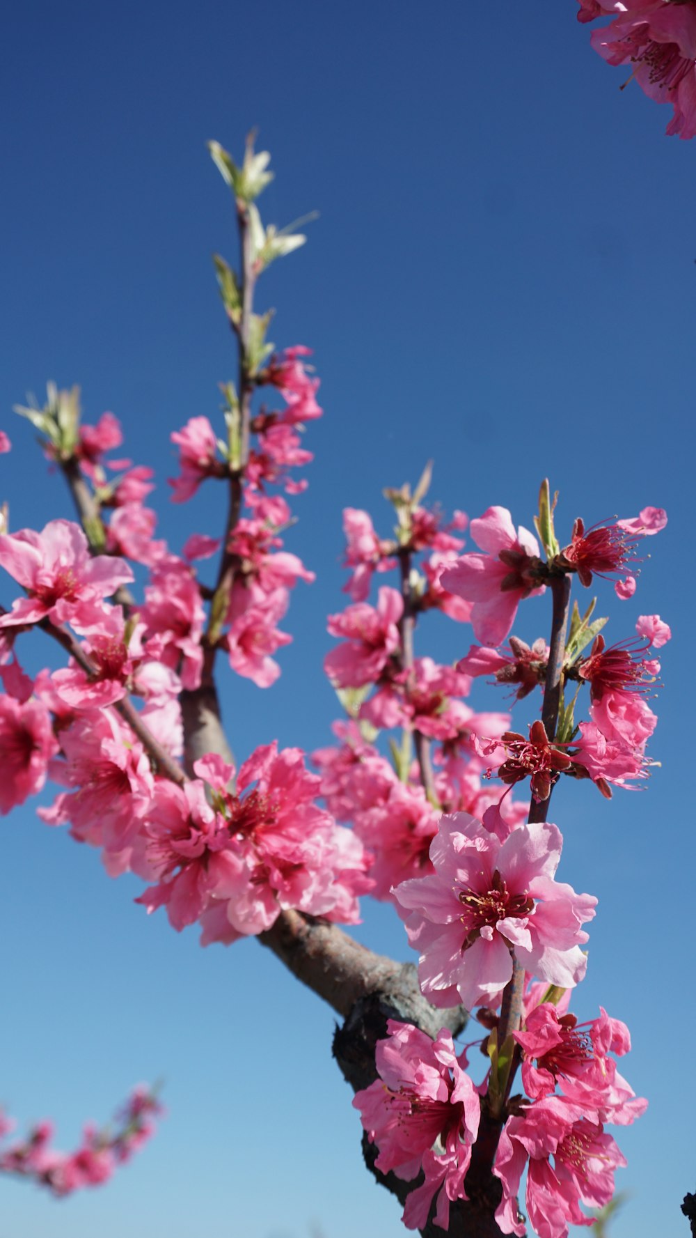 pink flowers are blooming on a tree branch