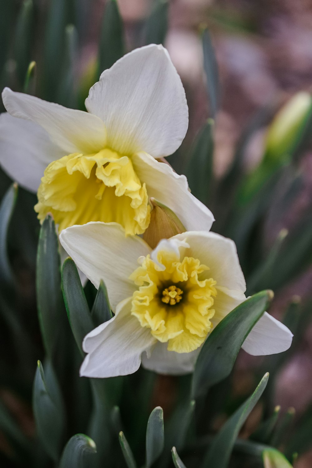 two white and yellow flowers with green leaves