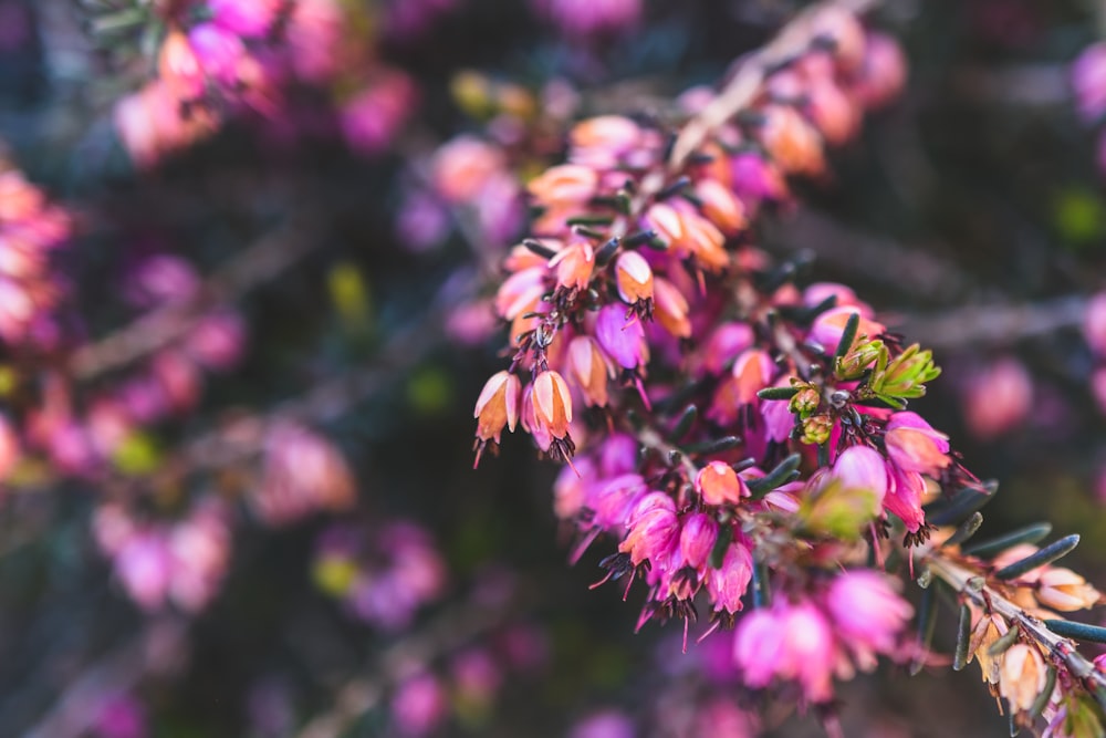 a close up of a plant with pink flowers