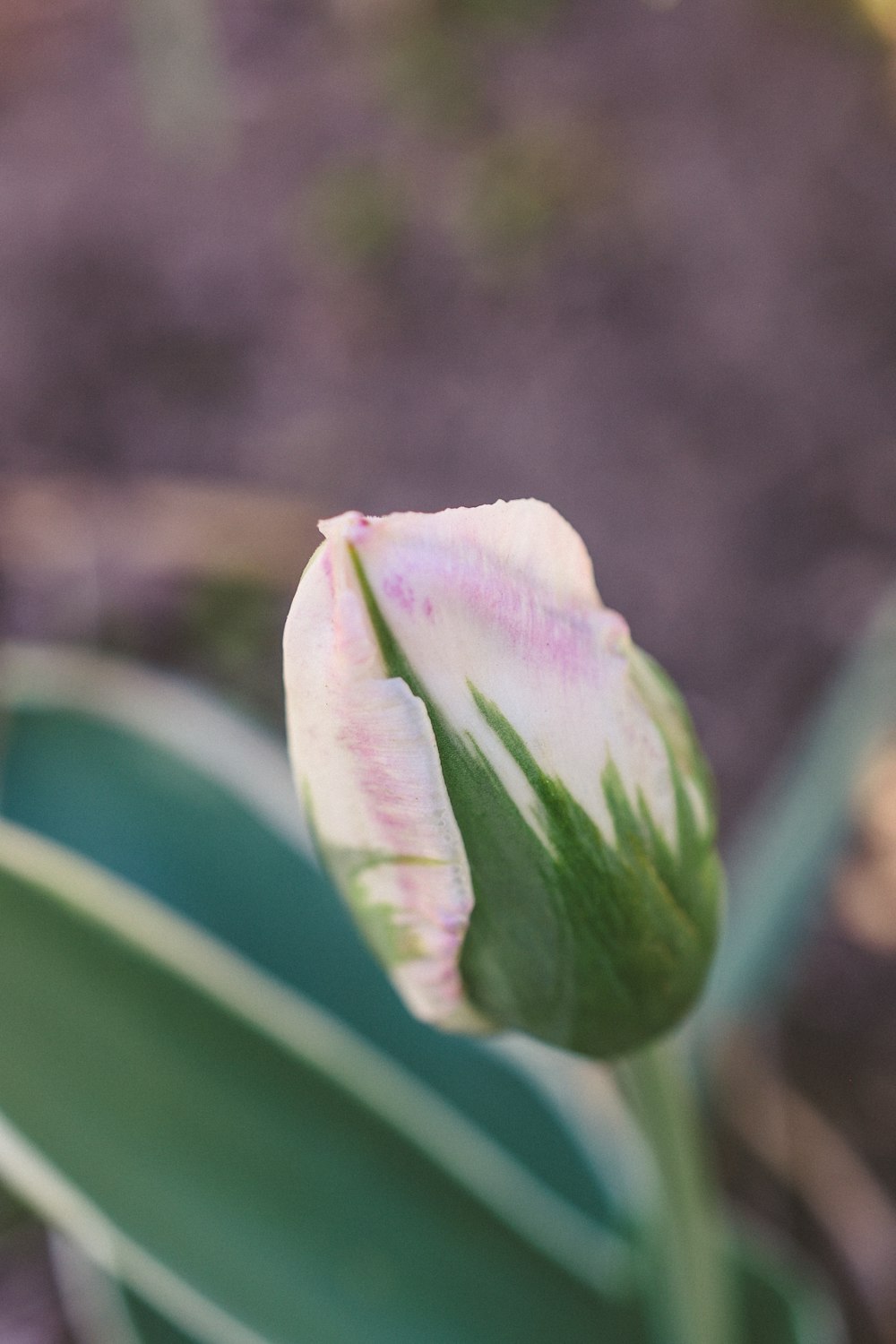 a pink and white tulip with green leaves