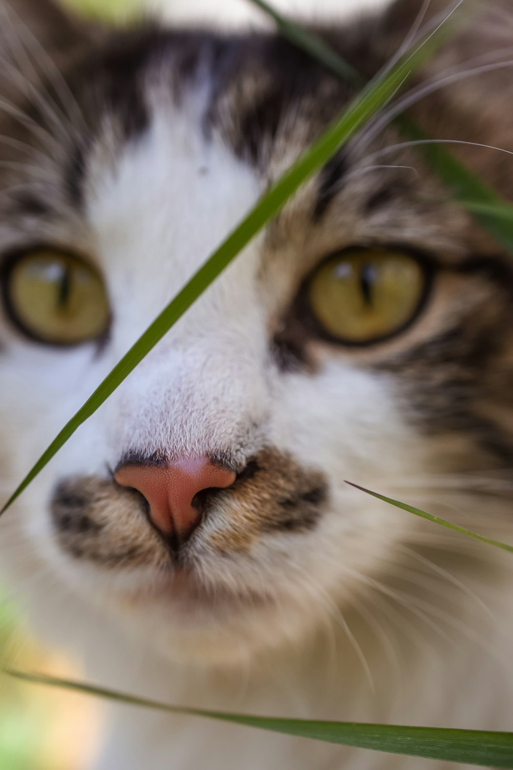 a close up of a cat's face with grass in the foreground