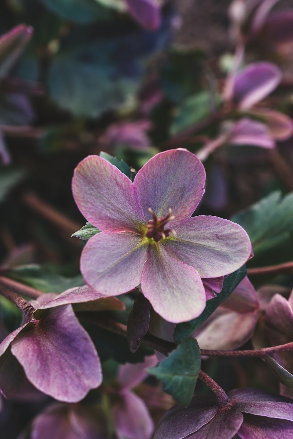 a close up of a purple flower with green leaves