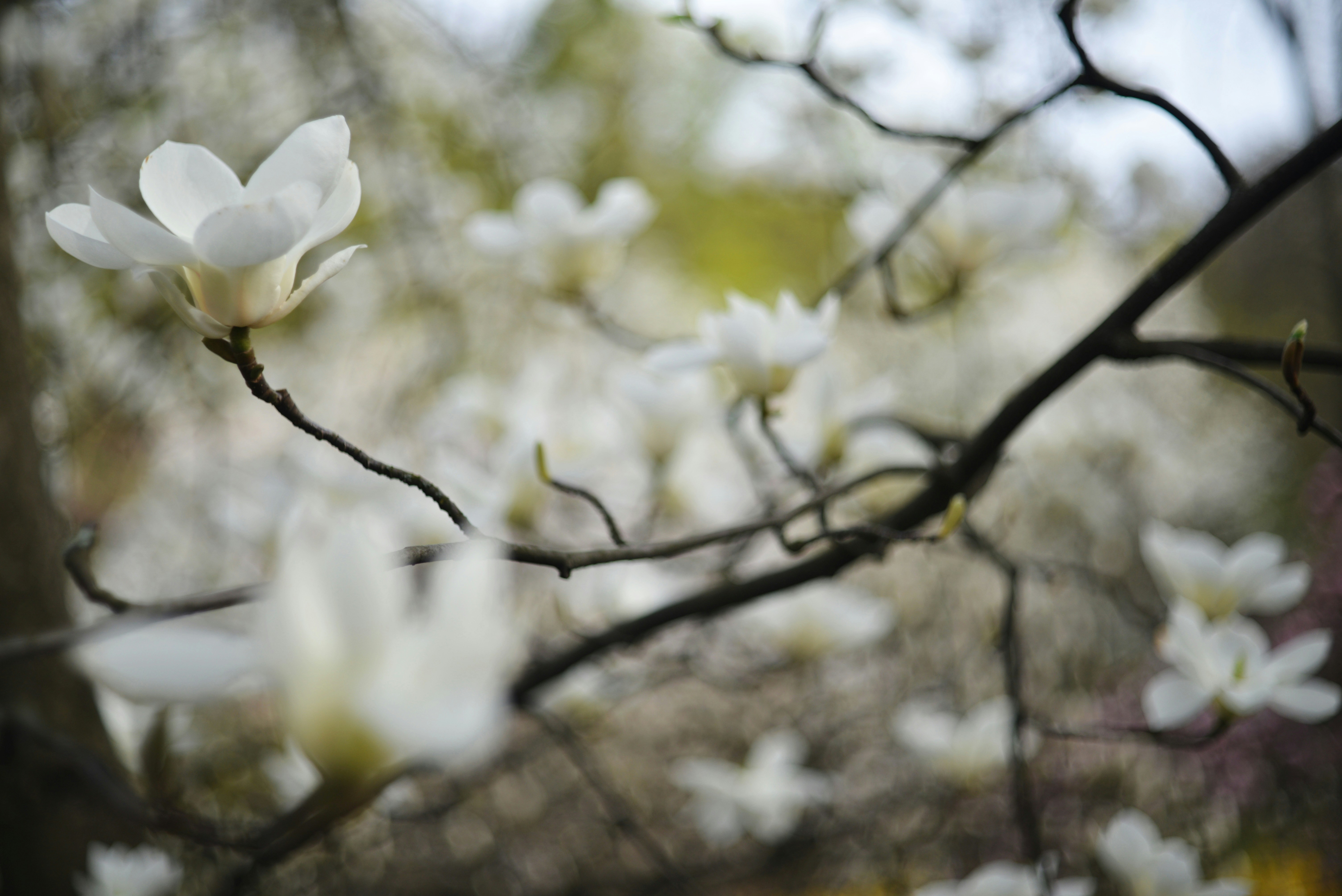 Photo by cherstve_pechivo