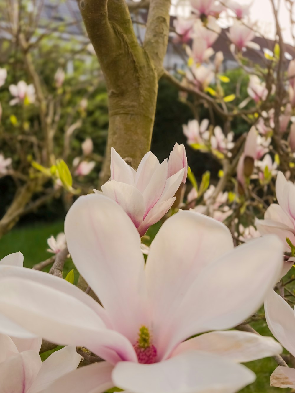 a close up of a bunch of flowers near a tree