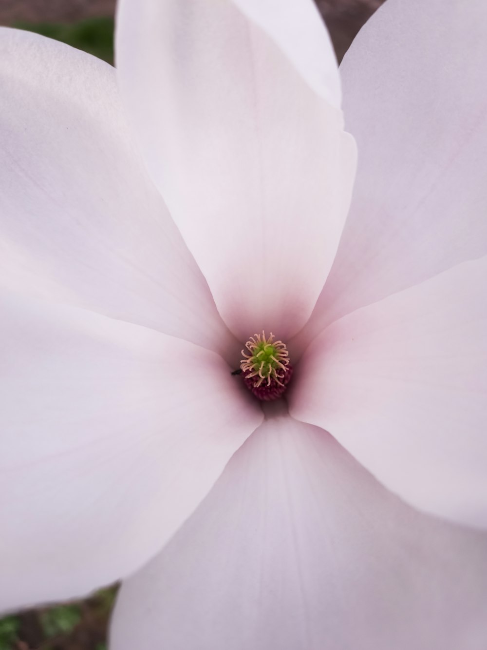 a large white flower with a green center