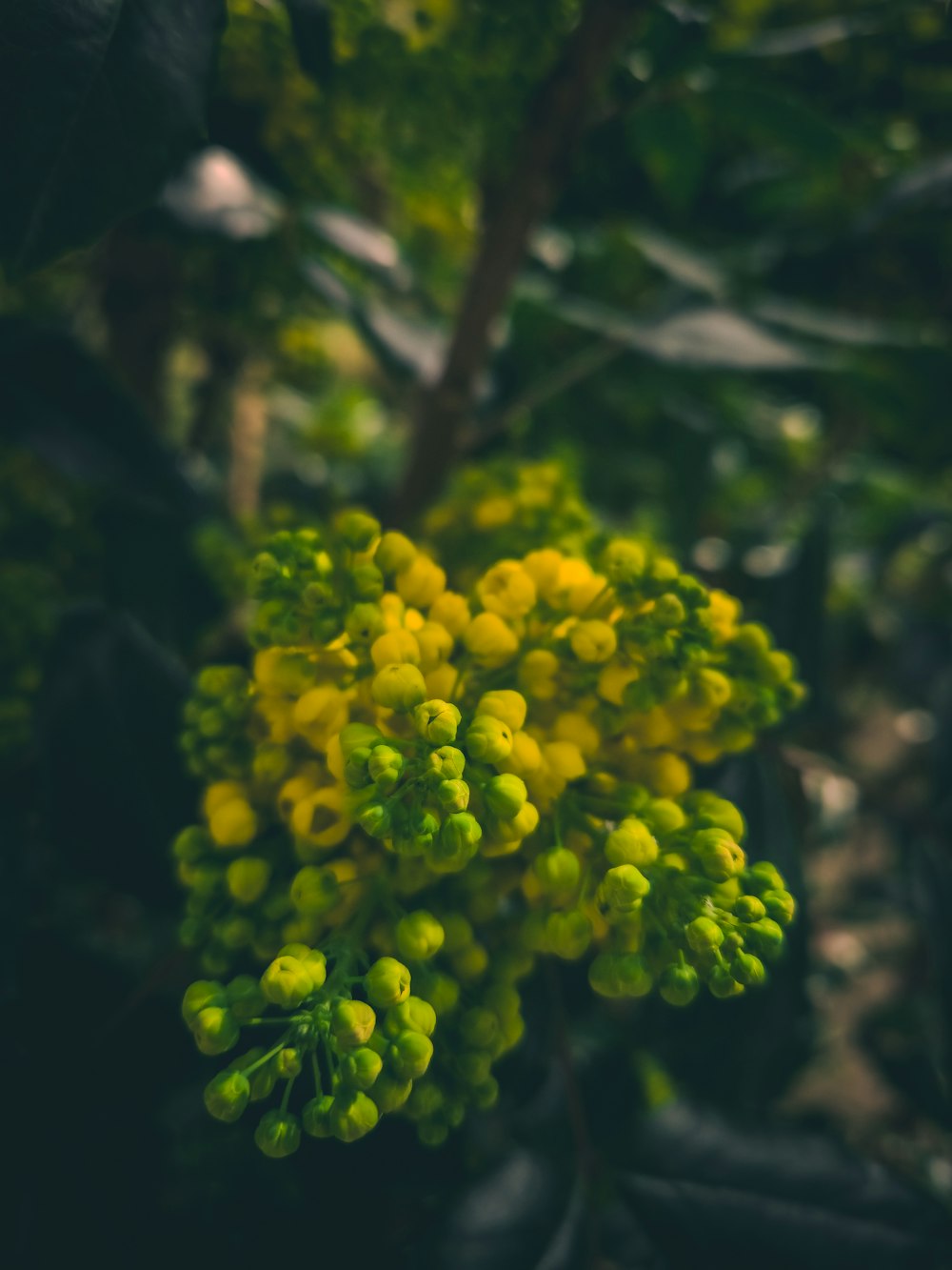 a close up of a bunch of green flowers