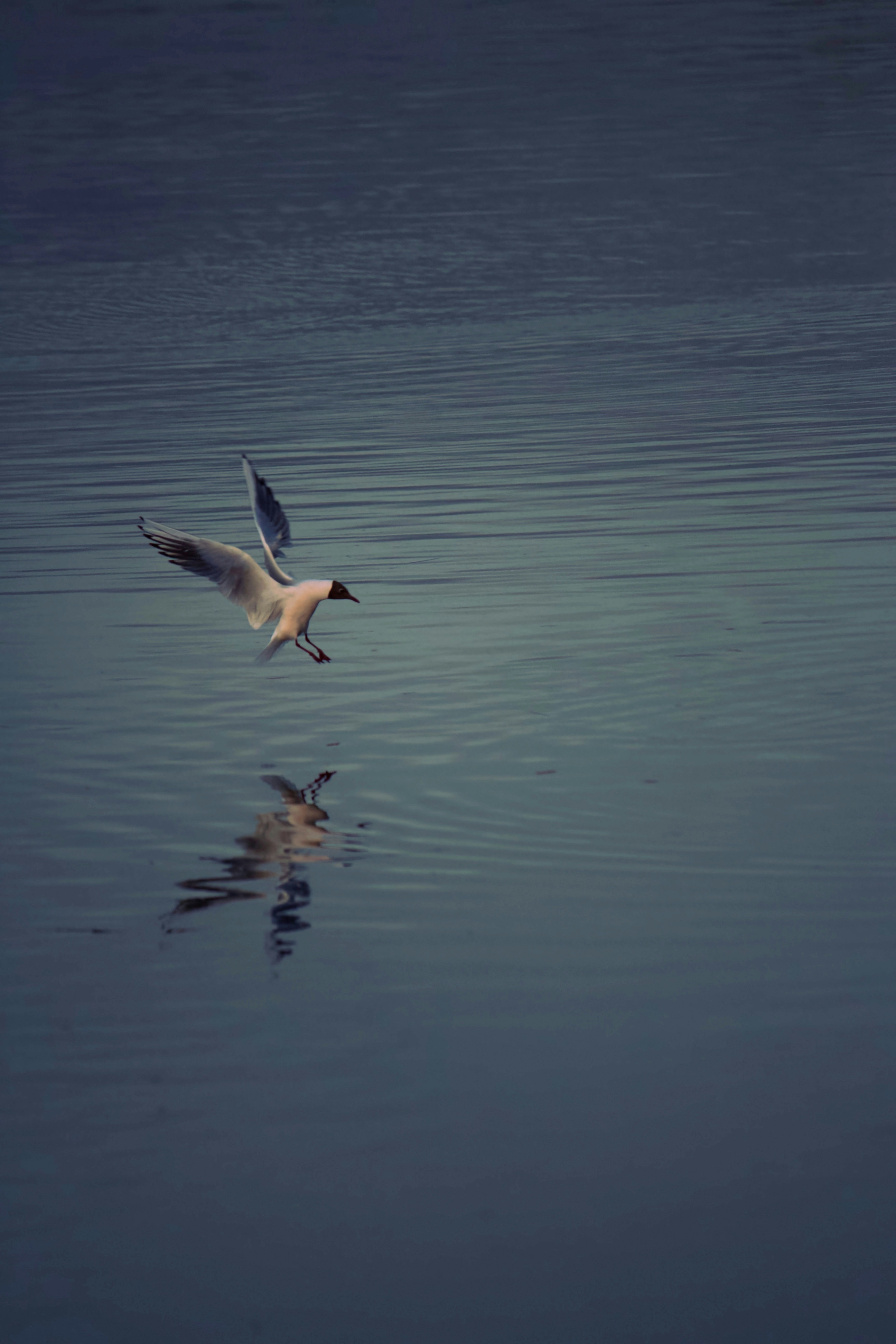 Photo by mikivo